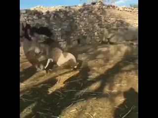Wannabe kardashian tries to take away baby lamb from it's mother