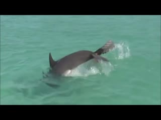 Все дельфины в ураган уплывают