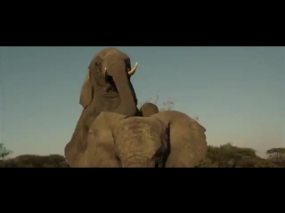 Хемингуэй Эрнест - Белые слоны