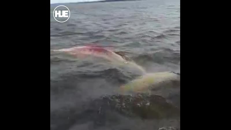 В хабаровском крае белухи выбросились на мель