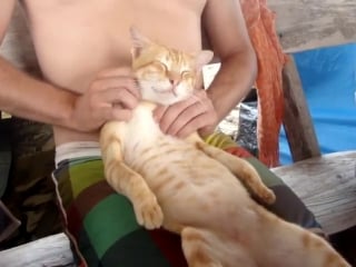 The cat masseuse thai cat massage mastery