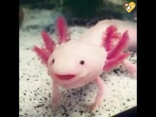 Аксолотль (axolotl), или мексиканский водяной дракон