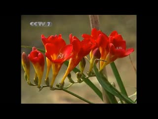 ✨ фрезия гибридная, капский ландыш (freesia hybrida) 小苍兰 [xiǎocānglán] «сяоцанлань» (маленькая орхидея)。💖