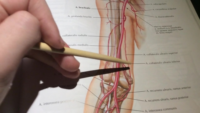 3 14 плечевая артерия