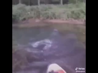 Красивая поклёа сома