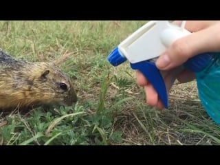 Напоили измученного жарой суслика