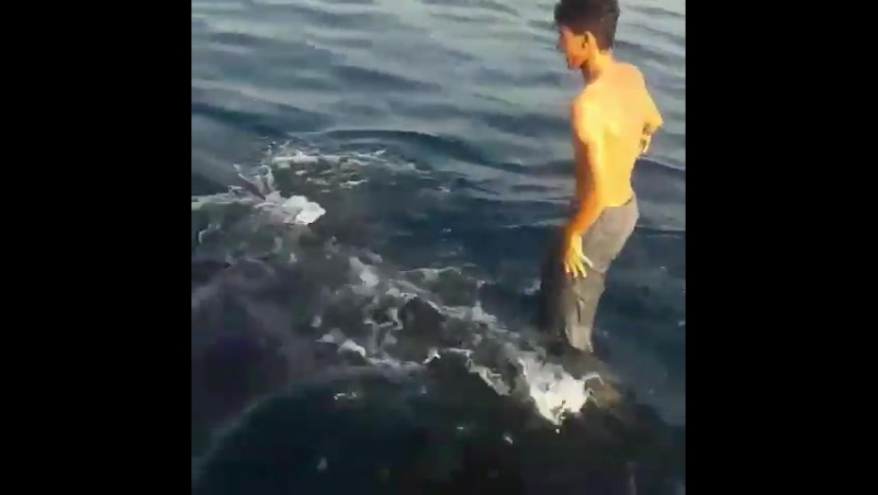 Катание на китовой акуле