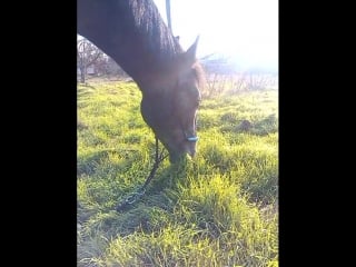 Оооочень голодная лошадь! x x