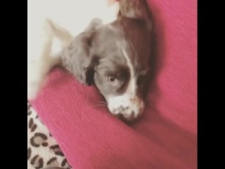 1 week later! #cute #puppy #cockerspaniel #spaniel лондон