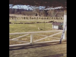 Marilyn kerro on instagram “even from far away my cat feels when i am home <3"