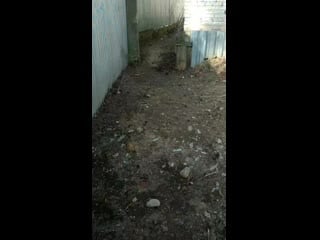 Vid 20200328 121345 mp4