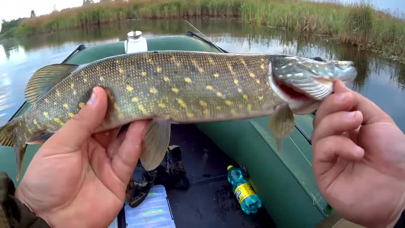 [дед щукарь] этот воблер молодые щуку!!! ловля щуки в июне рыбалка мечты дед наказывает щуку!!! ч 1