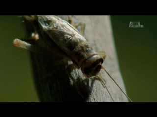 Porn planet дикие молодые самые ядовитые