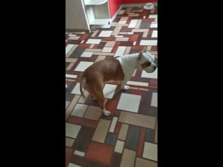 Warrior spirit honey blossom ( рой ) ( ghw ureula vennidor sozvezdiye magii zhemchuzhnyy amulet )