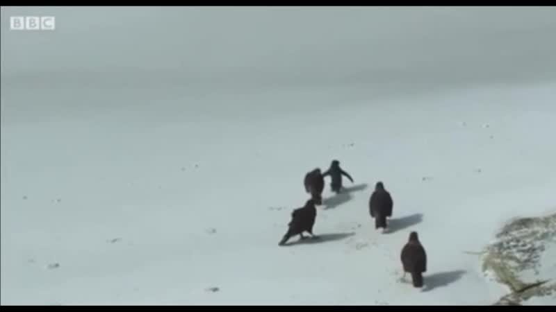 Птичья взаимовыручка