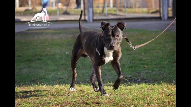 Слайд шоу подопечных, апрель 2017 г