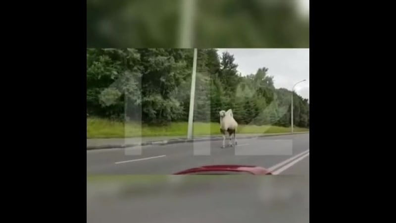 В столичном районе северное бутово из автосервиса сбежал верблюд