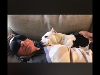 Sir patrick stewart napping with his new foster puppy