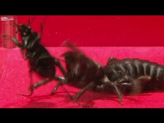 Большая черная сольпуга против жука (жужелица) (carabid beetle vs black camel spider)