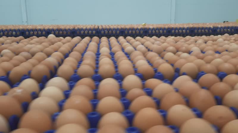 Сортироа яйца