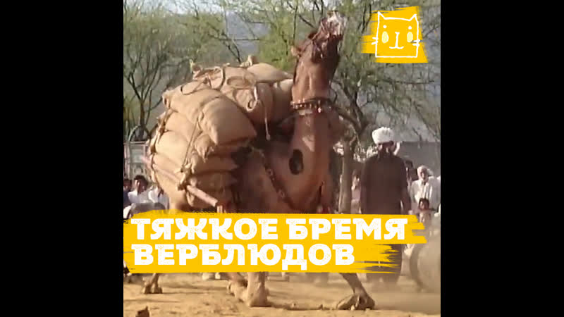 Жестокий праздник издевательств над верблюдами в пакистане
