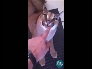 Каракал [gizy fun]