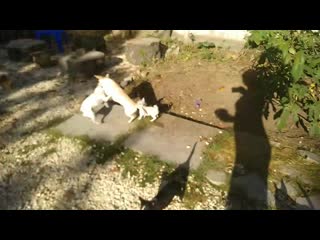 Vid 20201017 093723 mp4