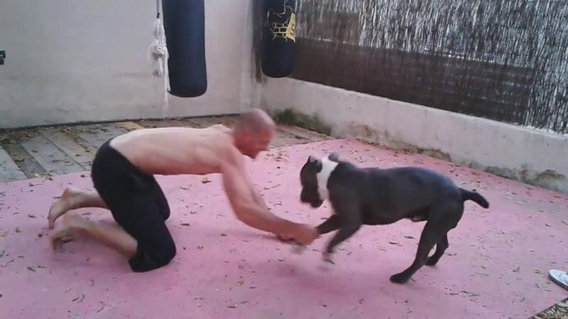 Спаринг с питбулем(dg)