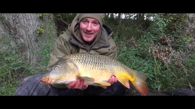 Поклеи карпов