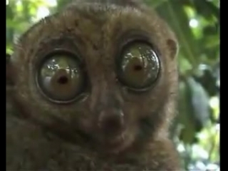 Человек молекула 2