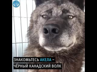 Этот парень живёт с самым большим волком на земле