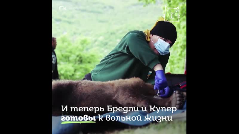 Медвежат провожают в дикую природу