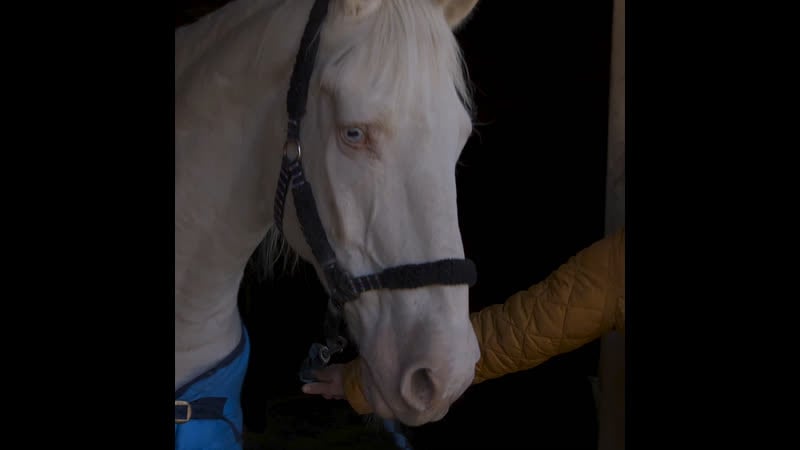 «шчаслівы квіток» / дакументальны фільм