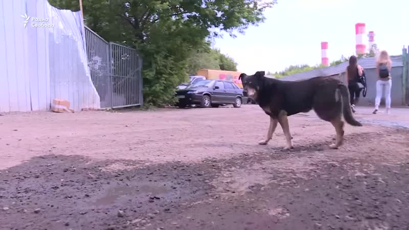 В москве закрыли для волонтеров приют для молодые под предлогом карантина