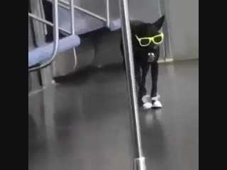 Собакен тусит