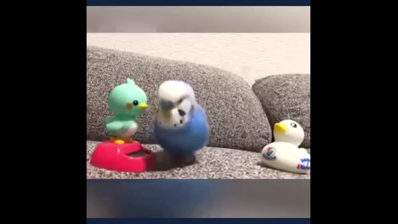 Крутые птички классная подборка