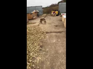 Live тёплая лапа ирбиса