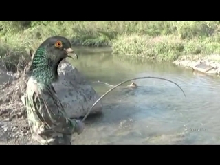 Александр лаэртский в объятьях весны