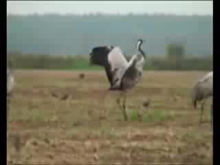 Видео от ильи гребёнкина