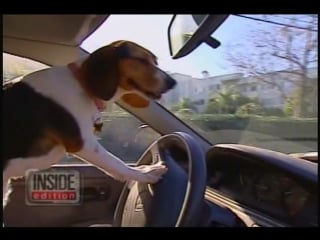 Driving miss emily" cbs inside edition emily the beagle