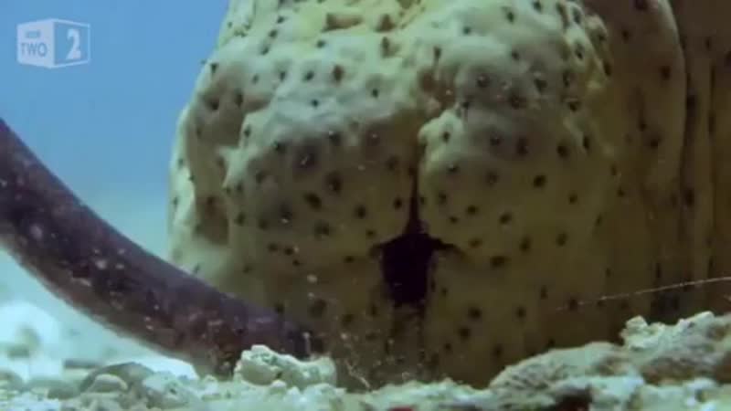 Морской porn video – Морской огурец