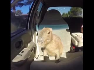 Capybara in da car