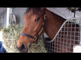 "tepin"jenny wiley"miss temple city"makers mark,fabulous performances!older ladies grass exciting!"lady eli"looming!