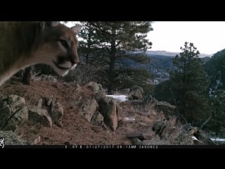 Грозный хищник а как рычит (vhs video)