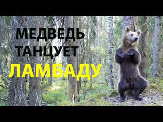 Дикие новости с павлом глазковым // выпуск #16