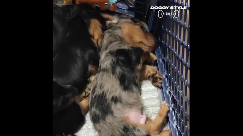 Подборка забавных песелей