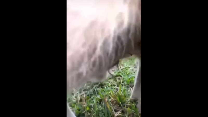 Здорова отец