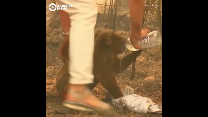 Женщина спасла коалу из лесного пожара