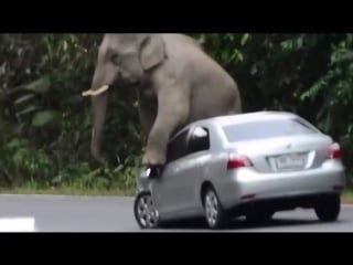 Юмор humor | короткие смешные видео lustige videos