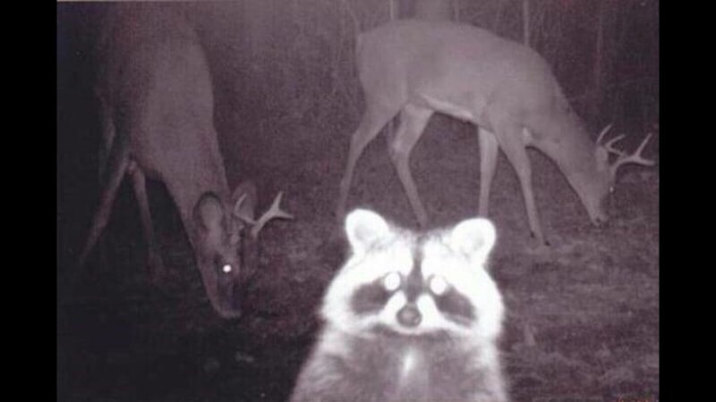 Сижу молчу вас жду